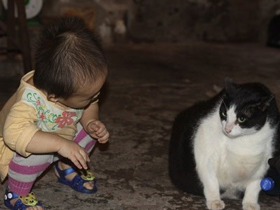 Nam Định: Mèo nặng nhất thế giới, trả 120 triệu không bán