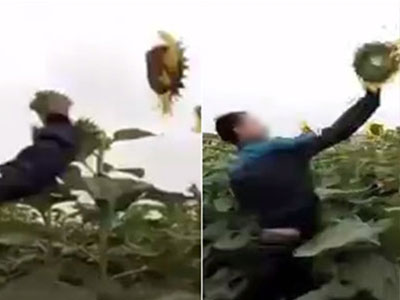 Clip 2 thanh niên Nghệ An "phấn khích" phá hoại đồng hoa hướng dương gây phẫn nộ