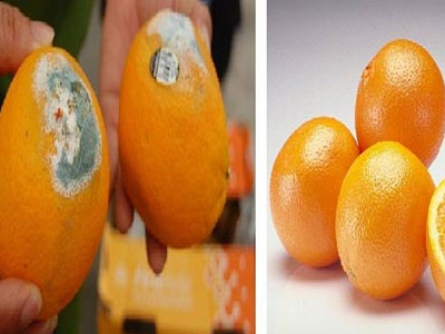 Chiêu phân biệt hoa quả chín ép cực dễ dàng