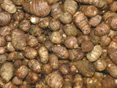Phát hiện bí mật về khoai môn Trung Quốc "chỉ để bán, không dám ăn"