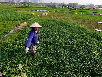 Rau muống từ nghĩa địa tới chợ