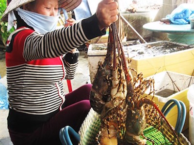 Thương lái Trung Quốc giở trò "ma" với tôm hùm