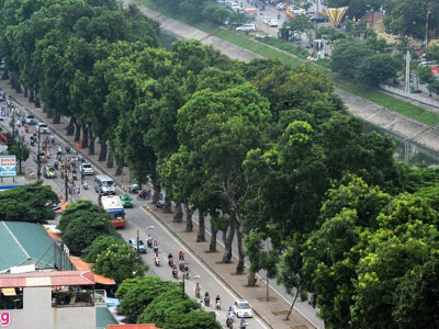 Hà Nội chặt, chuyển 40 cây xanh trong công viên Thống Nhất