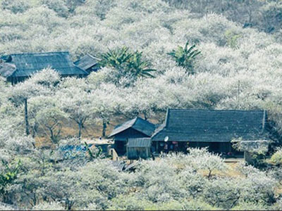 Lên lịch trình du lịch Mộc Châu 2 ngày 1 đêm