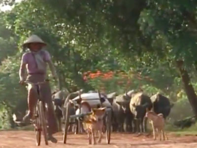 Bà cụ 73 tuổi và chú chó kéo xe