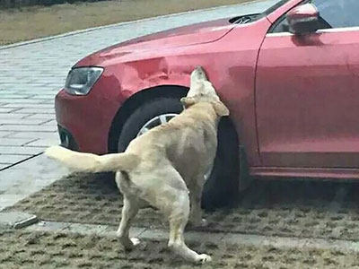 Hoảng hốt một chú chó lạc gọi "đồng bọn" đến tấn công xe hơi