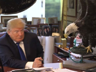 Video: Tỉ phú Donald Trump bị đại bàng mổ vào đầu