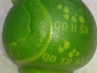 2,4 triệu đồng một cặp bưởi trưng Tết khắc hình Hoàng Sa, Trường Sa