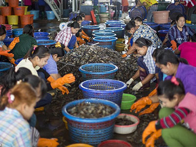 Kinh hoàng công việc bóc vỏ tôm trong những nhà xưởng bẩn thỉu tại Thái Lan