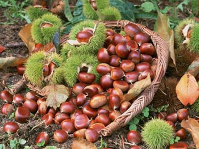 Trung Quốc "giết chết" hạt dẻ Trùng Khánh, chế đường siêu ngọt ung thư