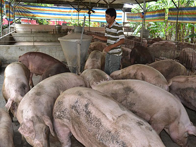 "Phải xử lý hình sự người sử dụng chất tạo nạc nuôi heo"