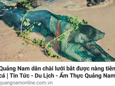 Đã xác định được người tung tin phát hiện nàng tiên cá