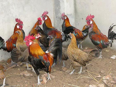 Đồ sạch cúng tết: Cặp gà rừng 10 triệu đồng