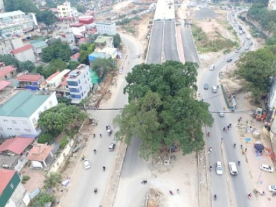 Sự thật phía sau dự án đường nghìn tỷ "né" cây đa trăm tuổi