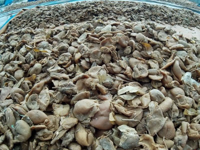Cận cảnh ngâm, phơi chanh, quất bẩn làm mứt tết