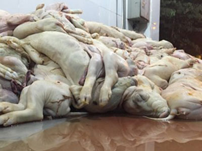 Phát hiện hàng trăm heo sữa chết trương sắp lên bàn nhậu