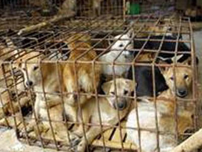 Bắt nhóm thanh niên lái xế hộp đi trộm chó