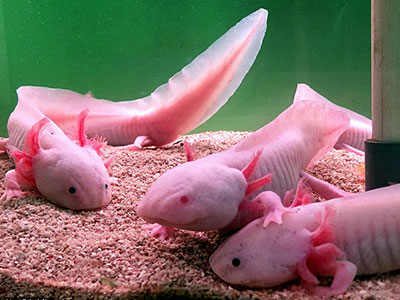 Bộ sưu tập kỳ giông nhiều màu sắc cực hiếm ở Trung Quốc