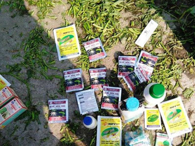 Bắt quả tang nông dân tưới nhớt thải lên ruộng rau muống