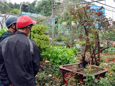 Ngắm hồng cổ Sapa cực quý, giá 50 triệu chơi Tết