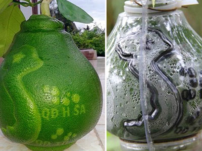 Chơi Tết "độc": Bưởi bản đồ Việt Nam "cháy hàng" trước mấy tháng