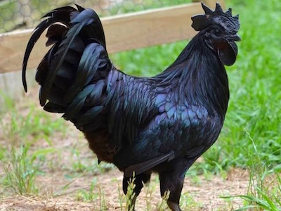 Cận cảnh loại gà mang tên siêu xe đắt khủng khiếp ở Việt Nam