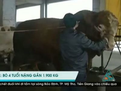 Chú bò "khổng lồ" nặng gần 2 tấn ở Trung Quốc