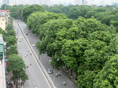 Hàng cổ thụ ven hồ Thủ Lệ sẽ bị đánh chuyển, chặt hạ sau Tết