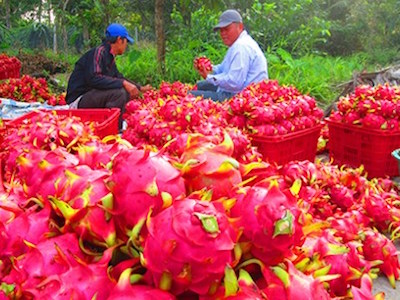 Người Trung Quốc ồ ạt mua bông thanh long