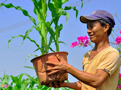Nông dân biến lúa, bắp thành cây cảnh chơi Tết