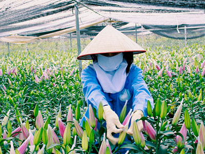 Người trồng hoa ở Mê Linh chi hàng trăm triệu đưa hoa ly lên Sa Pa "lánh nạn"