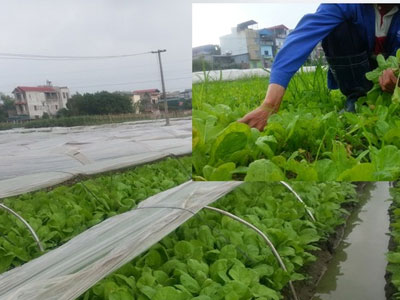 Cận cảnh luống rau "đặc biệt" Phó Thủ tướng Vũ Đức Đam đã đề cập