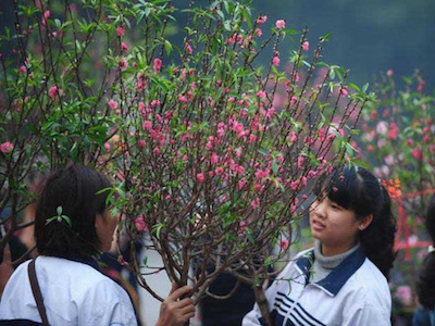 "Nói Tết không để đào, mai, quất trong nhà là phá hoại văn hóa"