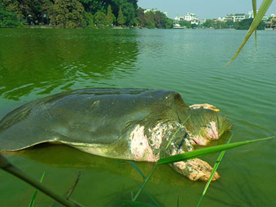 Rùa hồ Gươm trong ký ức người Hà Nội
