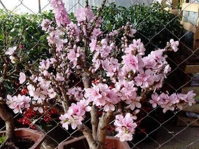Chán đào Nhật Tân, mua đào Trung Quốc chơi Tết