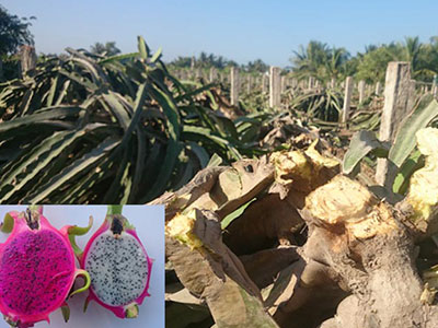 Ồ ạt chặt thanh long ruột trắng trồng ruột đỏ: "Đánh bạc" với thị trường