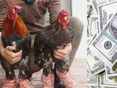 Quà Tết: Biếu sếp ngàn đô hay cặp gà tiến vua?
