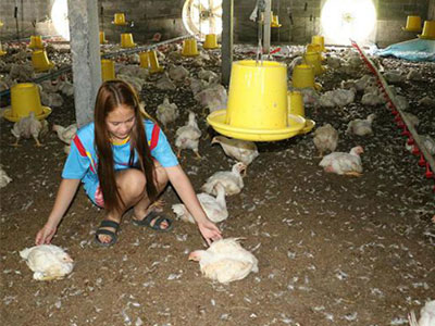 Trực thăng của tướng Thái Lan làm chết 2.400 con gà