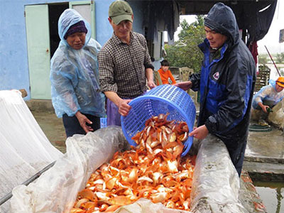 Làng bán cá chép tiễn Táo quân về trời