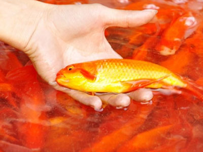 Mẹ chồng tức nổ mắt vì con dâu mang cá chép cúng đi rán vàng