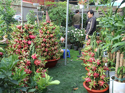 Chậu thanh long phát lộc bán giá 80.000 đồng mỗi quả