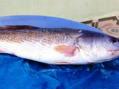 Giáp Tết, "lộc trời" cá sủ vàng lọt lưới, bán trăm triệu