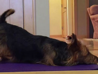 Hài hước "nàng chó" trải thảm tập Yoga như người