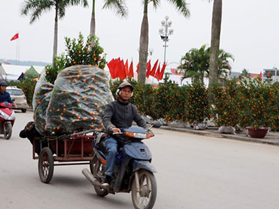 Chở thuê cây cảnh Tết kiếm bạc triệu mỗi ngày