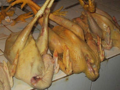 Kinh hãi gà nhuộm hóa chất quá độc