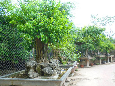 Đại gia rứt ruột bán rẻ siêu cây trả nợ trước Tết