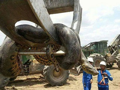 Phát hiện loài trăn khổng lồ nặng gần nửa tấn ở Brazil