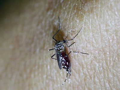 Tránh hôn, kiêng quan hệ để phòng tránh virus Zika