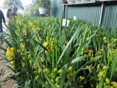 Hoa Trung Quốc lấn lướt chợ Tết