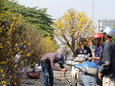Mai, đào bạc triệu ở Sài Gòn đại hạ giá ngày cuối năm